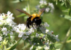 Bumblebee on Virginia Mountain Mint