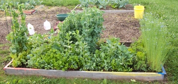 Raised Bed